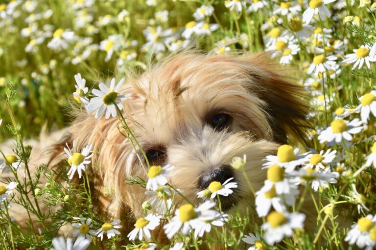 Hund in der Wiese